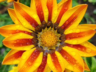 colorful blooming gazania, treasure flowers, with rain drops, close up