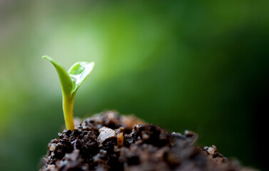 Small plant growing from soil in the garden