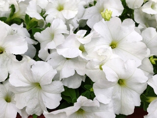 white petunia flowers in bloom  close up