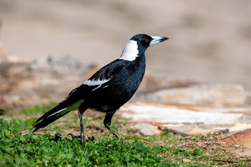 Australian Magpie on the green grass by the beach