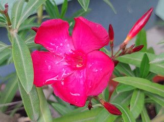 branch of blooming oleander flower close up