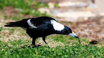 Australian Magpie on the green grass by the beach