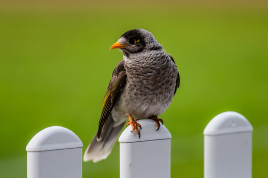 Noisy Miner bird on white fence with green background