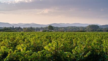 Fototapeta na wymiar Scenic rural landscape view at sunset of vineyard with Cevennes mountain range in background, Cardet, Gard, France