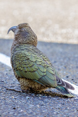 Kea in a carpark