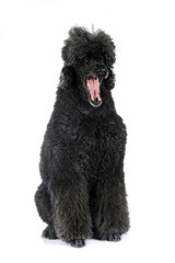  standard poodle in studio