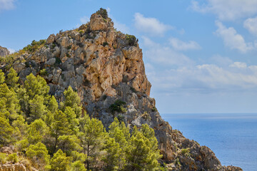 View of the sea bay from the mountain overgrown with pines on a hot summer day.