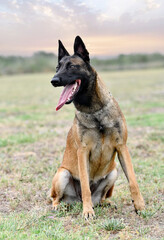 training of belgian shepherd