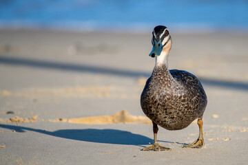 Pacific Black Duck at the beach with shadow