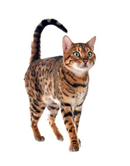 bengal cat in studio