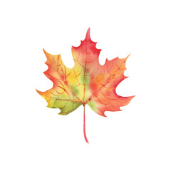 Maple leaf autumn. Watercolor illustration on a white background. Thanksgiving Day. Forest.