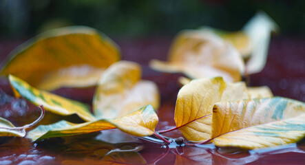 water drops and yellow leaf on laminate
