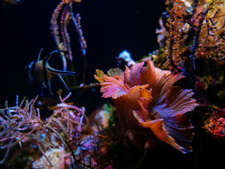 imitation coral reef with seaweeds and algaes on a stones in terrarium in the zoo. dark deepwater...