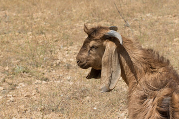 A young buck of the Damascus goat on Taurus Mountains in Erdemli, Mersin