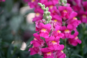 Keuken foto achterwand Franse bulldog Snapdragon flowers (Antirrhinum majus) in pink color : (pix Sanjiv Shukla)
