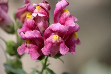 Photo sur Plexiglas Bulldog français Snapdragon flowers (Antirrhinum majus) in pink color : (pix Sanjiv Shukla)