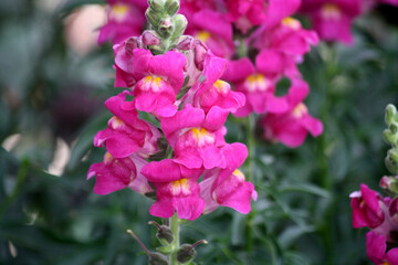 Snapdragon flowers (Antirrhinum majus) in pink color : (pix Sanjiv Shukla)