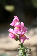 Keuken spatwand met foto Snapdragon flowers (Antirrhinum majus) in pink color : (pix Sanjiv Shukla) © Sanjiv