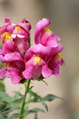 Fotobehang Snapdragon flowers (Antirrhinum majus) in pink color : (pix Sanjiv Shukla) © Sanjiv