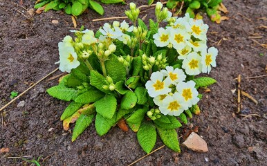 Primula bloomed with small beautiful flowers on warm May days