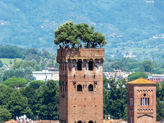 Torre Guinigi in Lucca, Italy
 - obrazy, fototapety, plakaty