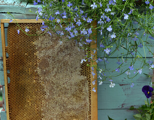 Still life with frame of natural honey comb and flowers against wooden background outside....
