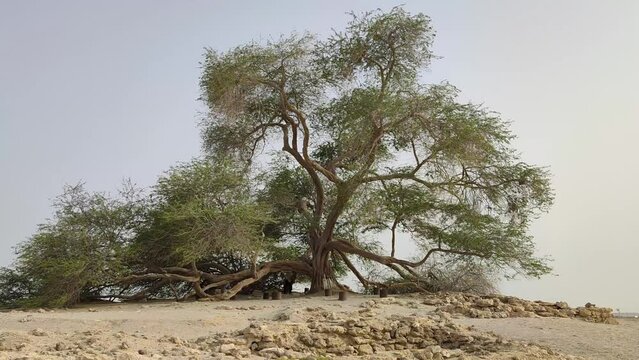 The Tree of Life, Shajarat-al-Hayat in Bahrain, Old ancient tree in desert. Lonely tree in dune