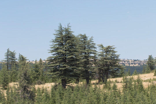Young and older Taurus cedar trees on Taurus Mountains