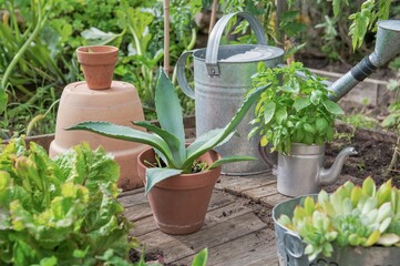 succulents plants in potted agave and jourbarbe.in decorative pots in a vegetable garden .