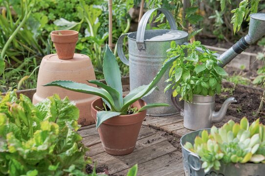 succulents plants in potted agave and jourbarbe.in decorative pots in a vegetable garden .