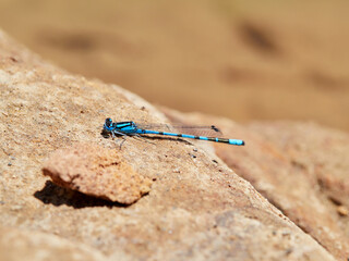 Common Blue Damselfly. Enallagma cyathigerum