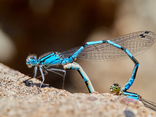 Common Blue Damselfly. Enallagma cyathigerum