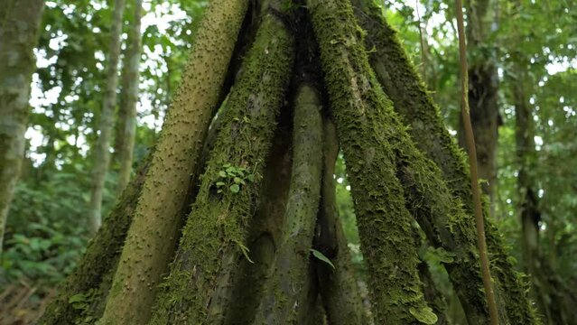Natural marvel: Explore the extraordinary Walking Tree from Ecuador's oriental region. 4K clarity captures its unique behavior