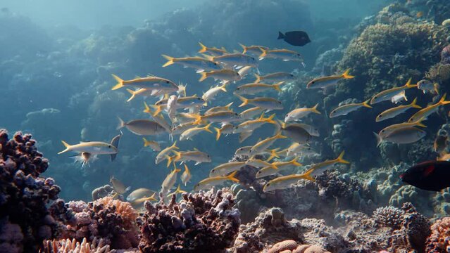 a school of yellow goatfish swims together with other colorful fish in turquoise blue water above colorful corals