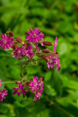 Obraz premium Silene dioica Melandrium rubrum, known as red campion and red catchfly, is a herbaceous flowering plant in the family Caryophyllaceae. Red campion