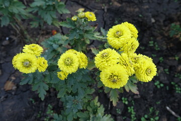 Lime yellow flowers of Chrysanthemums in October