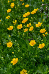 Close-up of Ranunculus repens, the creeping buttercup, is a flowering plant in the buttercup family Ranunculaceae, in the garden