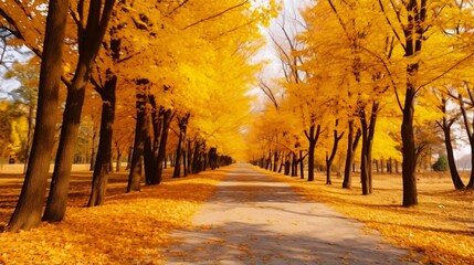 黄色く紅葉するイチョウ並木、道路に積もる秋の落ち葉 - obrazy, fototapety, plakaty
