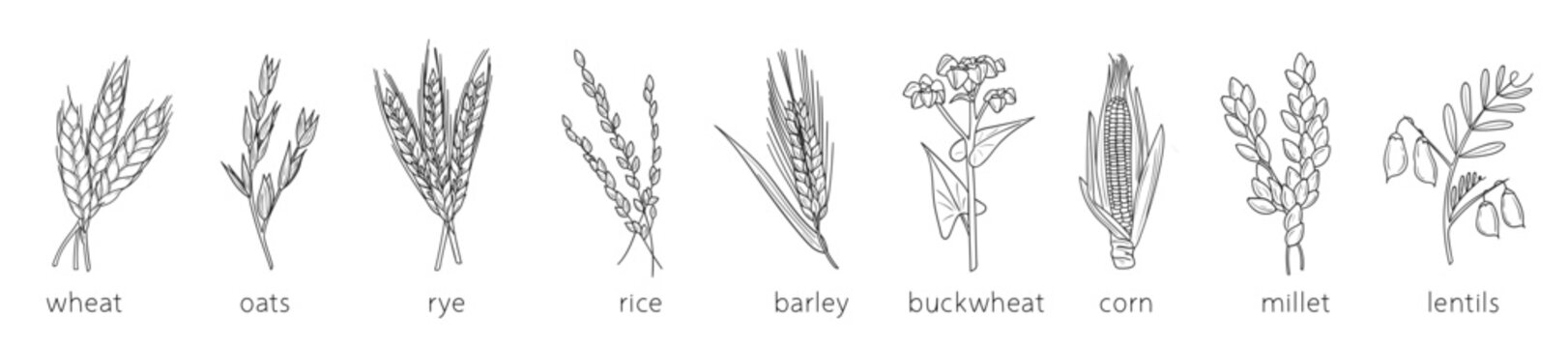 Cereal doodles, millet sketch, agriculture, wheat, barley, rice, corn, buckwheat, millet, lentils. Thin line art about cereal plants.