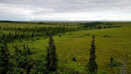 slow push over spruce trees in alaskan wilderness