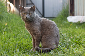 Fototapeta premium the cat is resting in the grass. A stray animal is lying in nature in the park