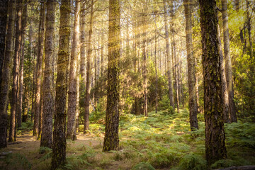 Canarian Forest. Magical forest. Canarian pines, ferns and typical flora of the Canarian forests illuminated by the golden rays of the sun at sunset. Las Lagunetas Forest Tenerife, Canary Islands