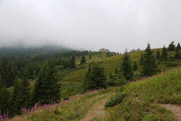 Mountain trail in the Carpathians, Ukraine