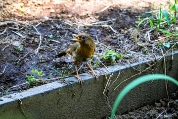 囀るガビチョウ