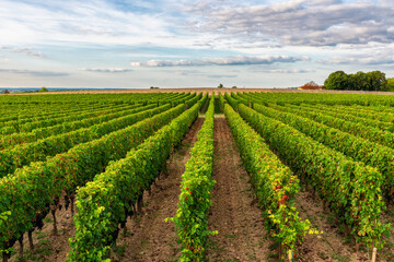 Fototapeta na wymiar Sunny landscape of vineyards of Saint Emilion, Bordeaux. Wineyards in France. Rows of vine on a grape field. Wine industry. Agriculture and farming concept