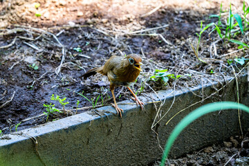 囀るガビチョウ
