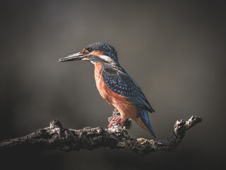 Common kingfisher on branch