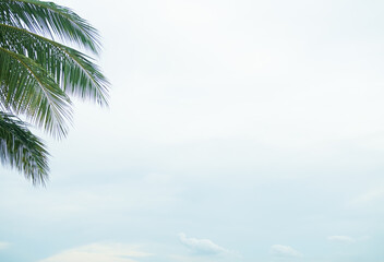 Palm Leaf Tree on Blue Sky Summer Tropical Background, Leaves Coconut with White Cloud Pastel