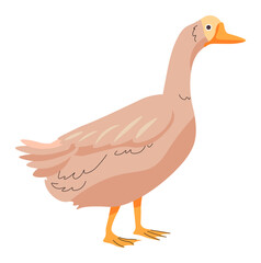 Goose farm animal, growing bird for production
