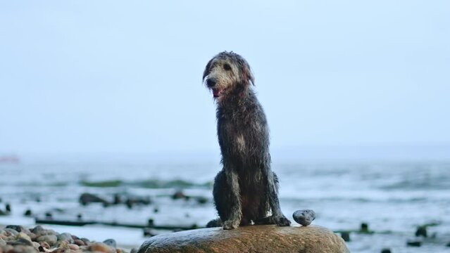 Wet Playful Irish Wolfhound Dog Relaxing Sitting on Pebble Beach Boulder With Baltic Sea in Background.  Vacation with Pet